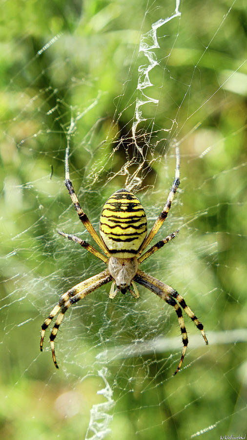 Wasp Spider Photograph by Weston Westmoreland