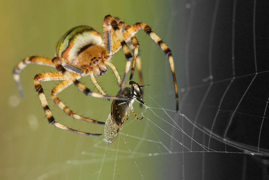 Wasp Spider with pray frontview Photograph by LionH