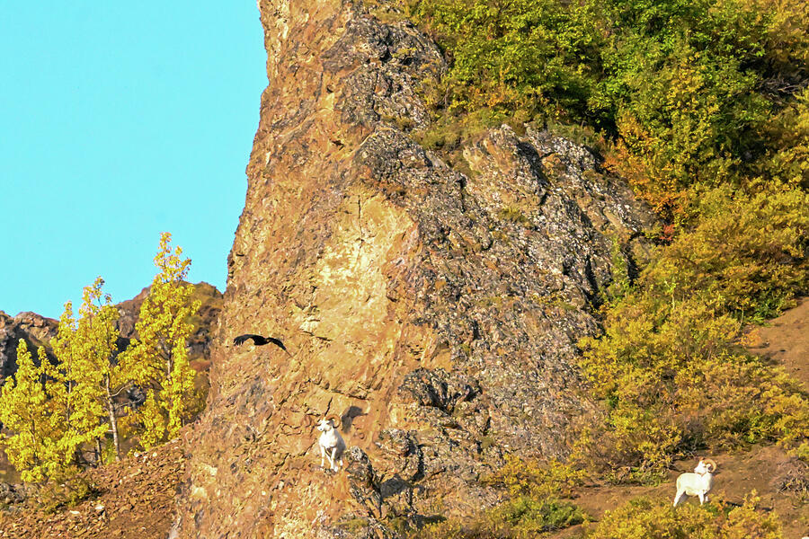Watch that Eagle Photograph by Harry Banks Watch that Eagle Photograph by Harry Banks