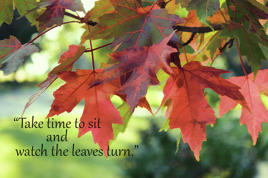 Watch the leaves turn Photograph by Vicki McLead - Pixels