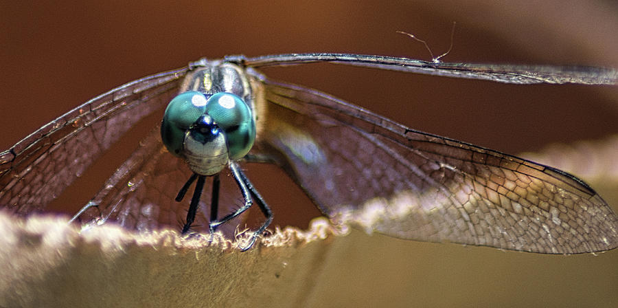 Wildlife Photograph - Watched by a Dragonfly by Portia Olaughlin