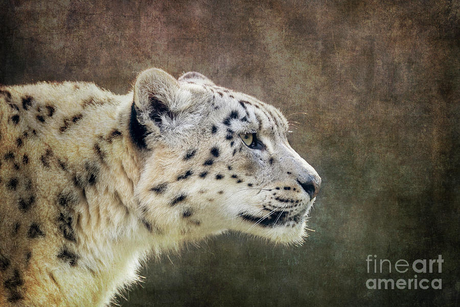 Vintage Photograph - Watchful and alert adult snow leopard, Panthera uncia, side prof by Jane Rix