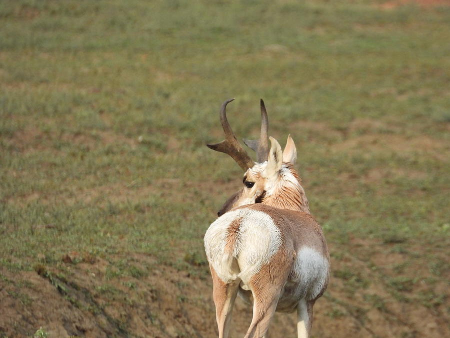 Watchful Antelope Photograph by Amanda R Wright