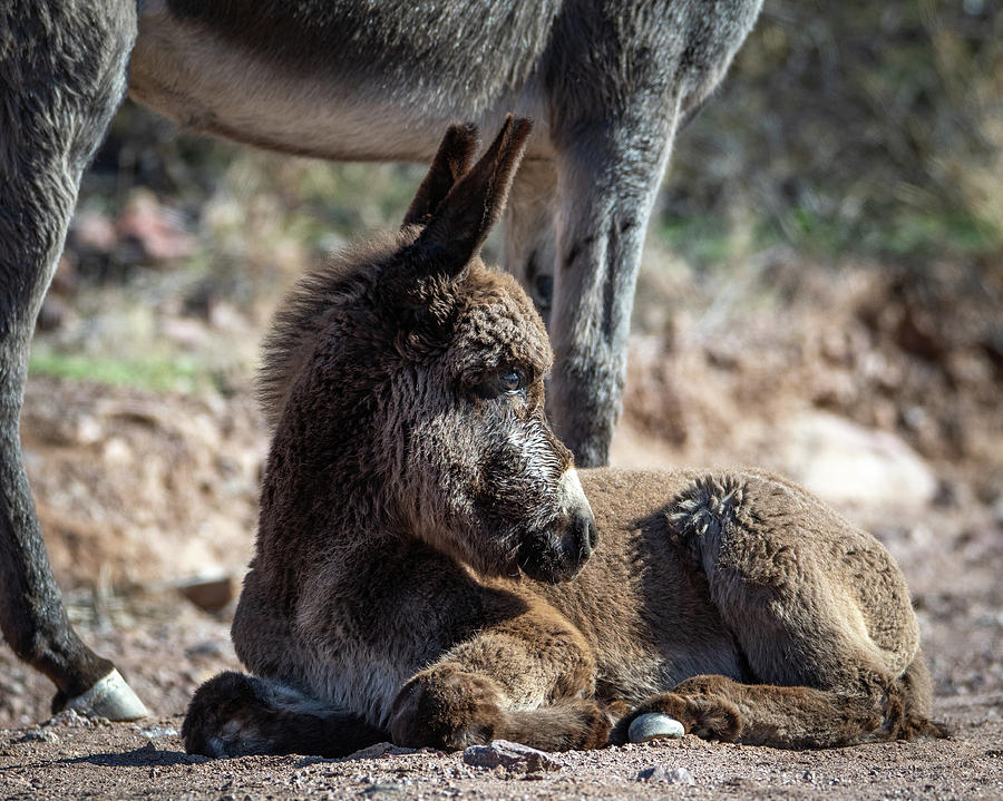 Watchful Baby Burro Photograph by Mary Hone