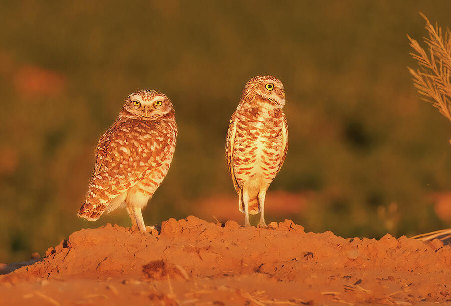 Watchful Burrowing owl pair Photograph by Jean Noren