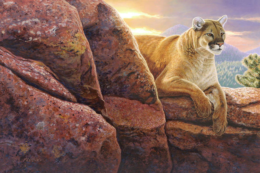 Watchful, Cougar on Rocks, Acrylic Painting Painting by Mick Flodin