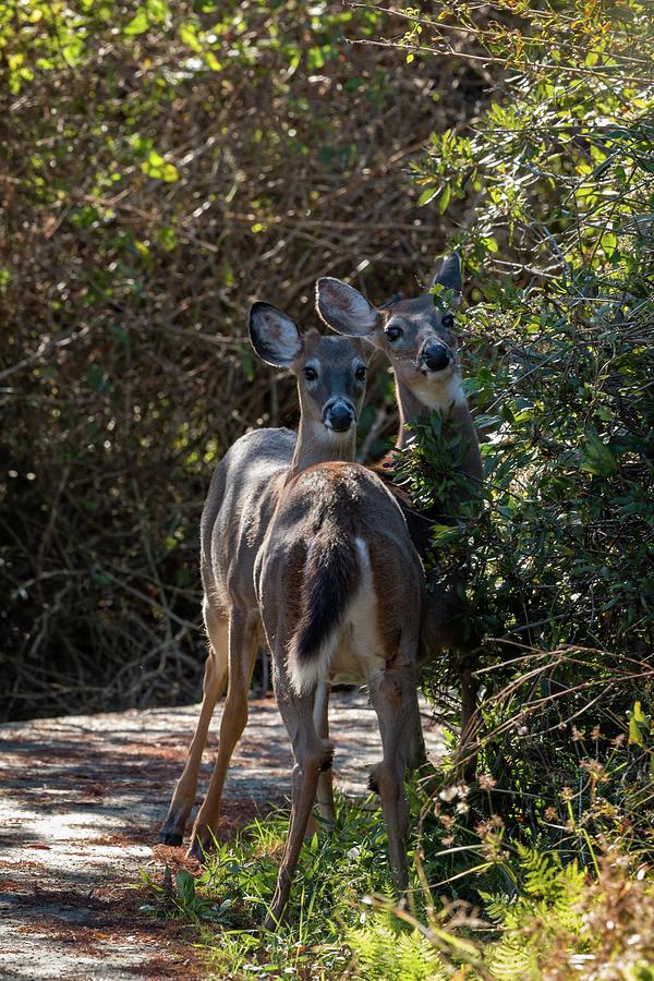 Watchful Deer Photograph by Liza Eckardt