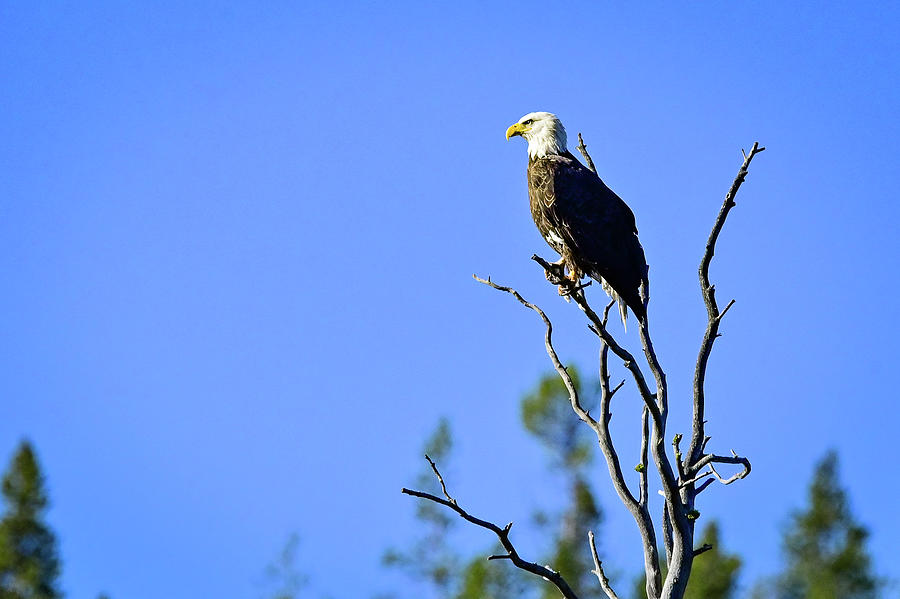 Watchful Eagle Photograph by Ed Stokes