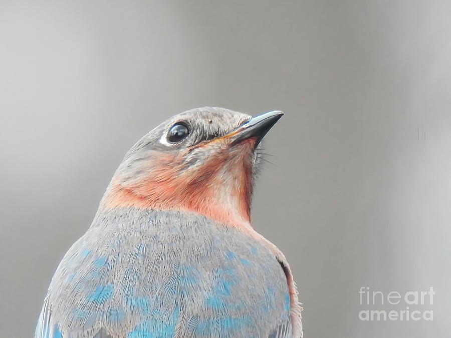 Watchful Eastern Bluebird  Photograph by Eunice Miller