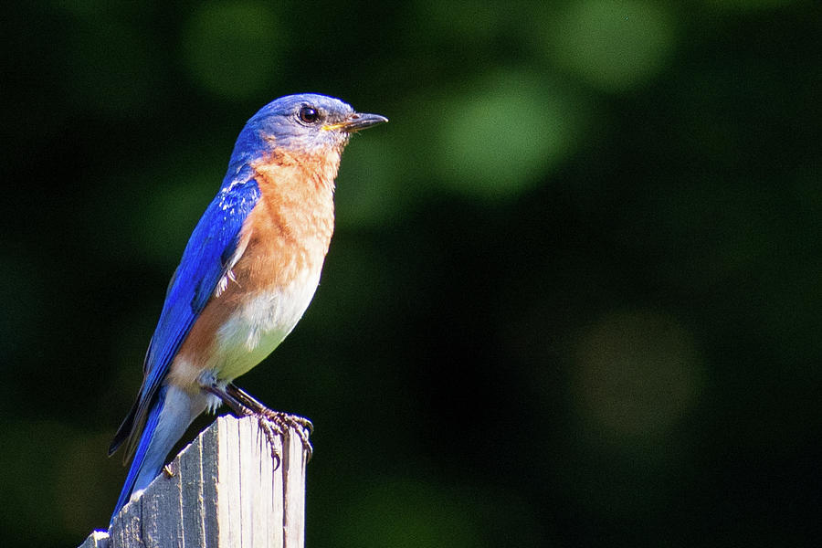 Watchful Eastern Bluebird Photograph by Mary Ann Artz
