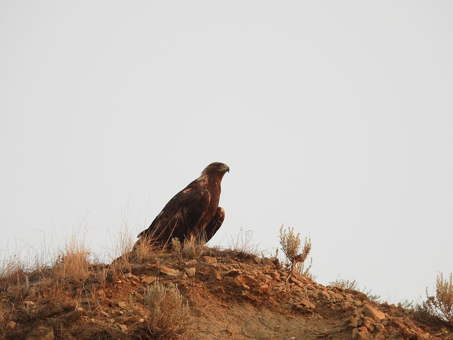 Watchful Golden Eagle Photograph by Amanda R Wright