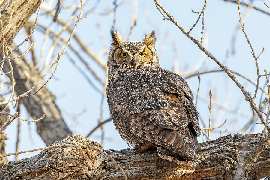 Watchful Great Horned Owl in the Early Morning Sun Photograph by Tony Hake