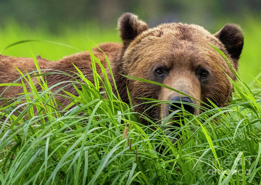Wildlife Photograph - Watchful Grizzly by Mark Laurie