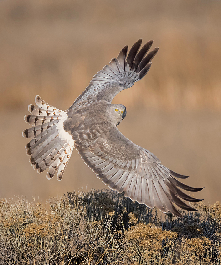 Watchful Harrier Photograph by Loree Johnson