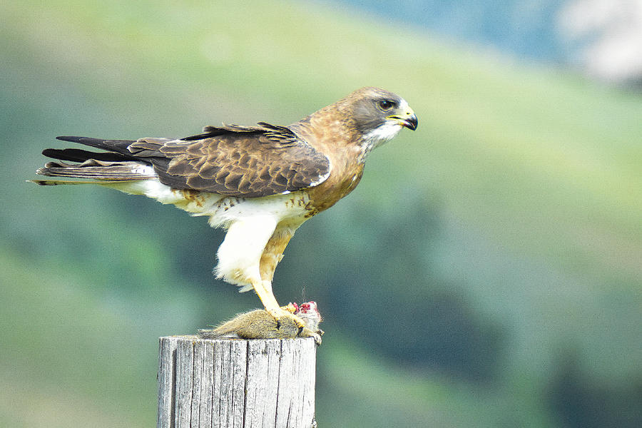 Watchful hawk guards its kill Photograph by Ed Stokes