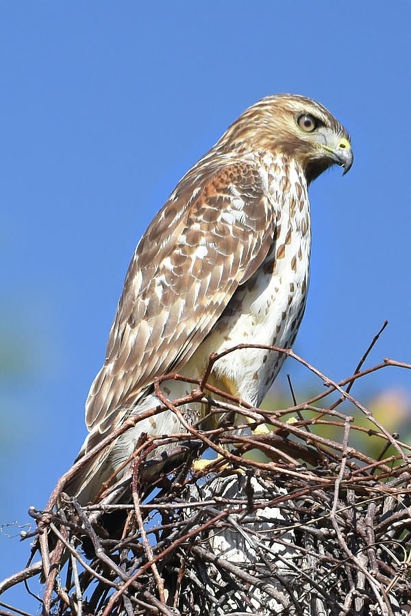 Watchful Hawk Photograph by Jerry Griffin