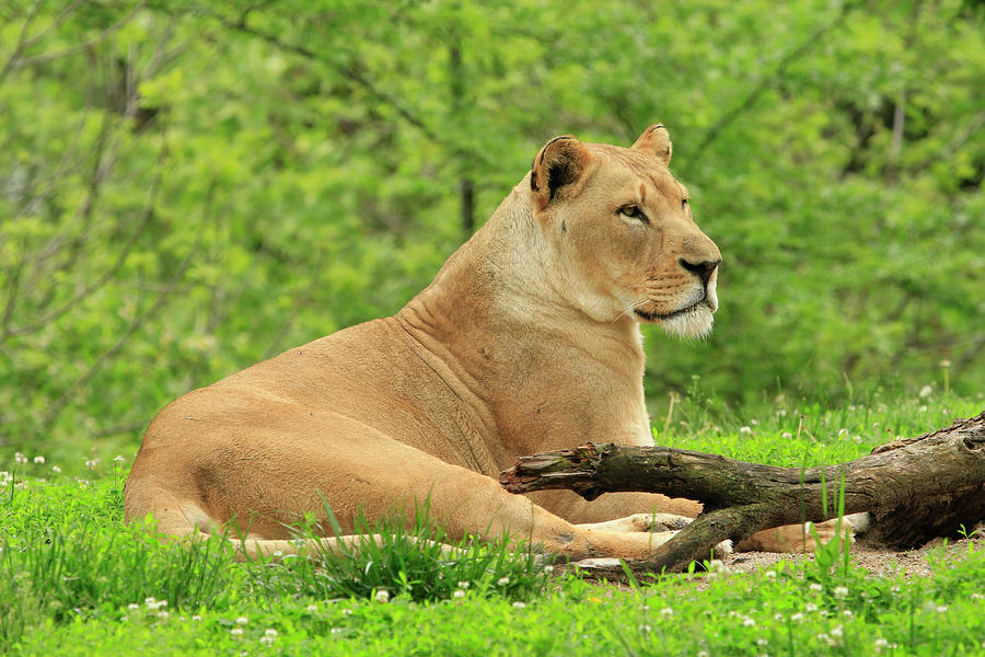 Watchful Lion Photograph