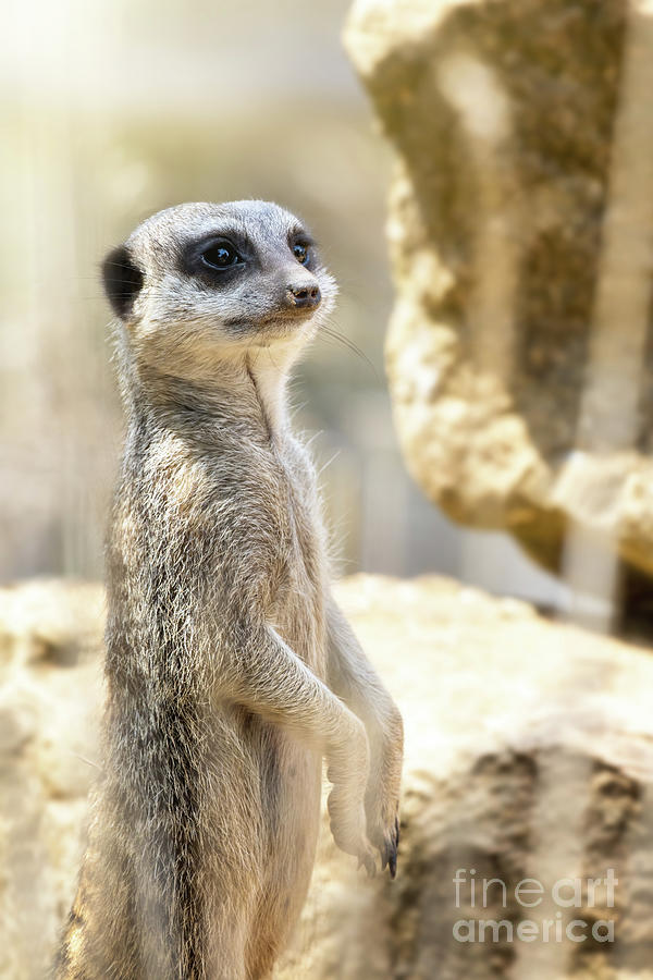 Wildlife Photograph - Watchful meerkat acts as a sentry and will warn the pack of any  by Jane Rix