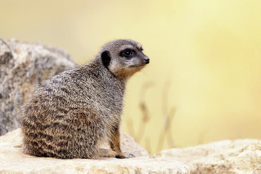 Nature Photograph - Watchful meerkat keeps a lookout.  by Jane Rix