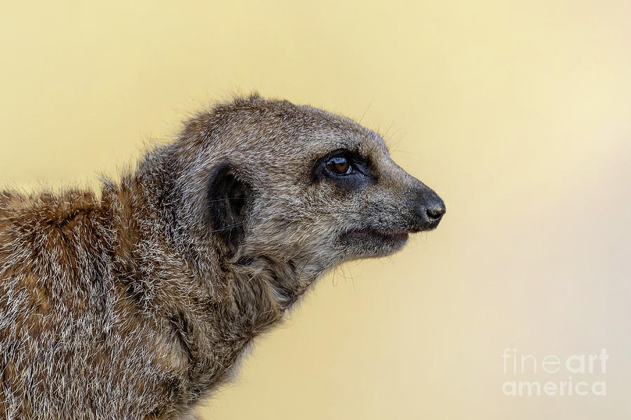 Watchful meerkat side profile. This small creature lives in packs and is indigenous to Southern Africa. Photograph by Jane Rix