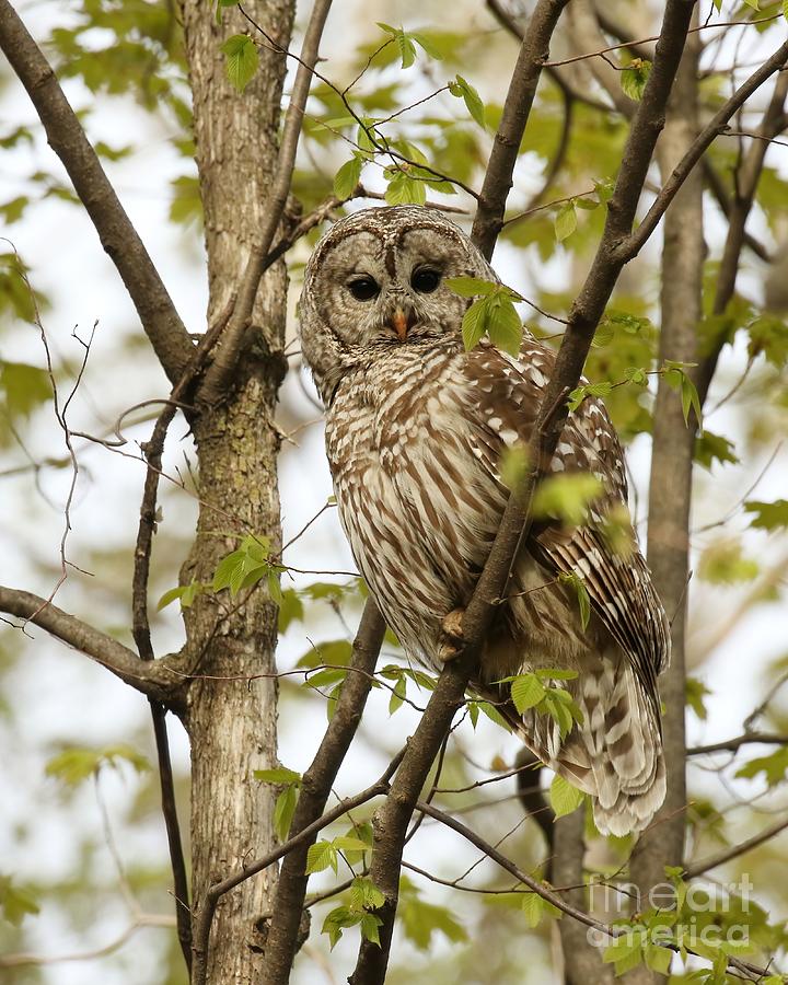 Watchful mom barred owl  Photograph by Heather King
