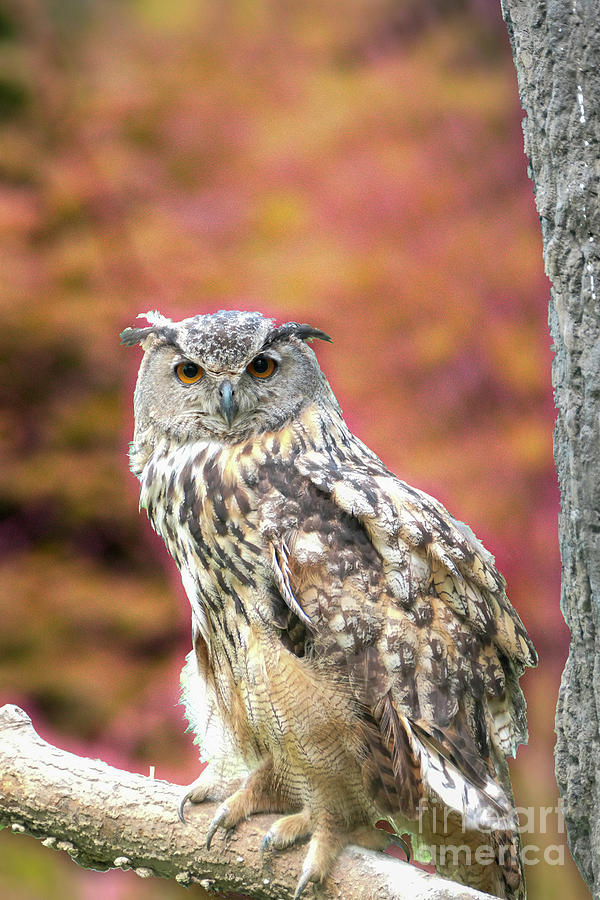 Watchful Owl Photograph by Bentley Davis