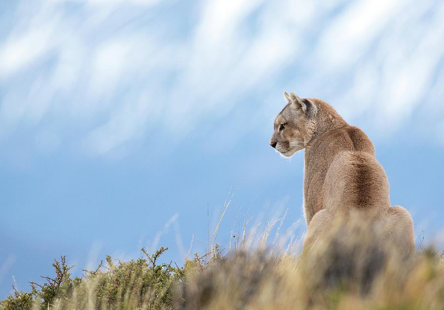 Watchful Puma Photograph by Max Waugh