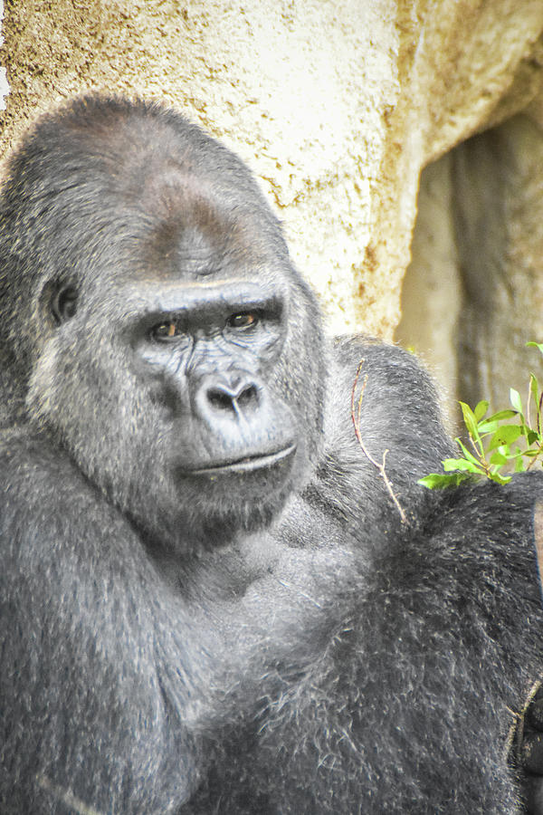 Watchful silverback Photograph by Ed Stokes