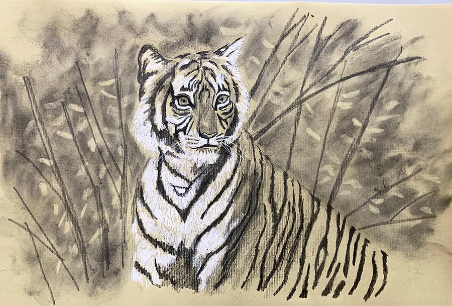 Tiger in water Pencil drawing by Maxine Taylor | Artfinder