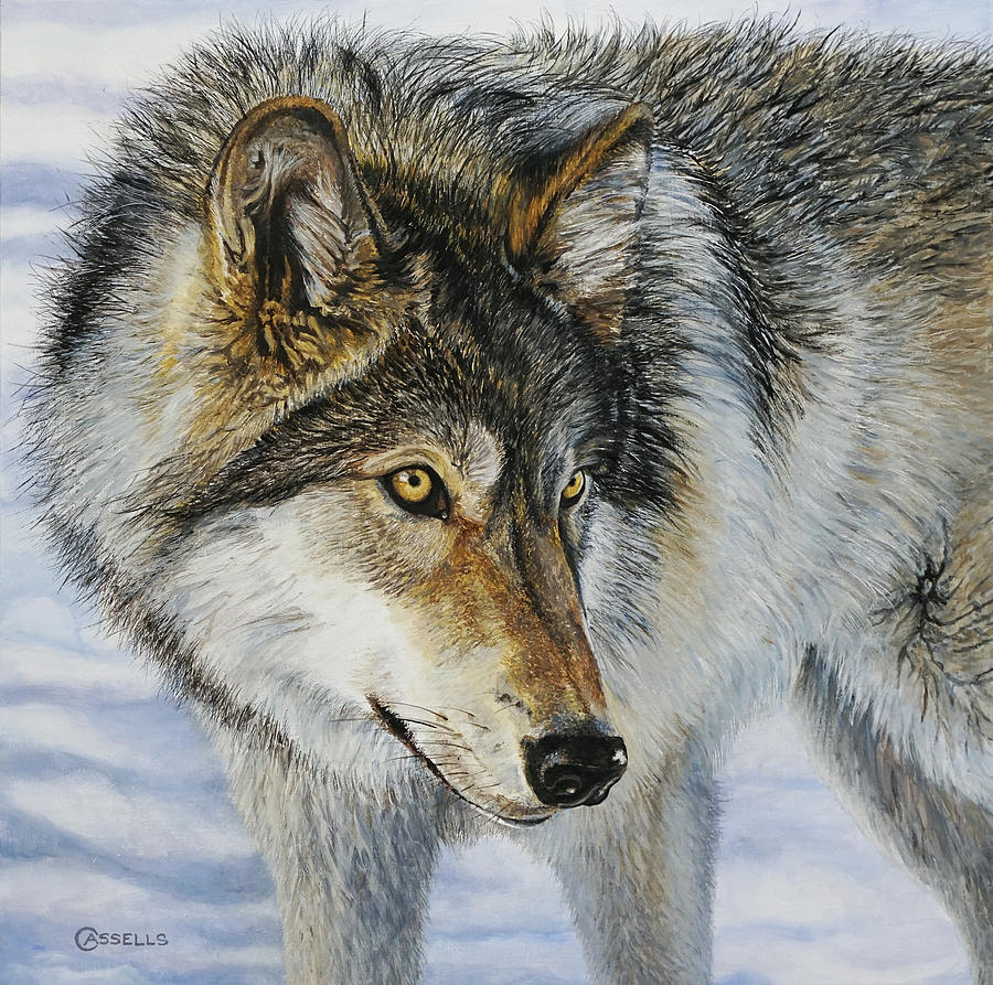 Watchful - Timber Wolf Painting By Laara Cassells - Fine Art America