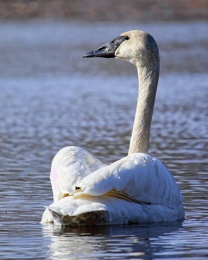 Watchful Trumpeter Swan Photograph by Dale Kauzlaric