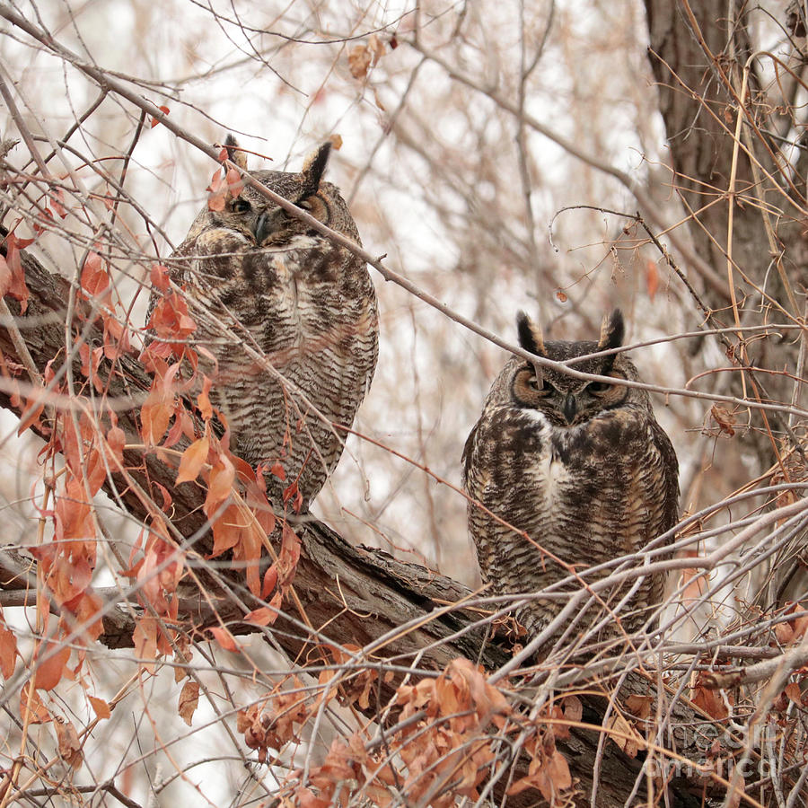 Watchful Winter Great Horned Owls - Square Format Photograph by Carol Groenen