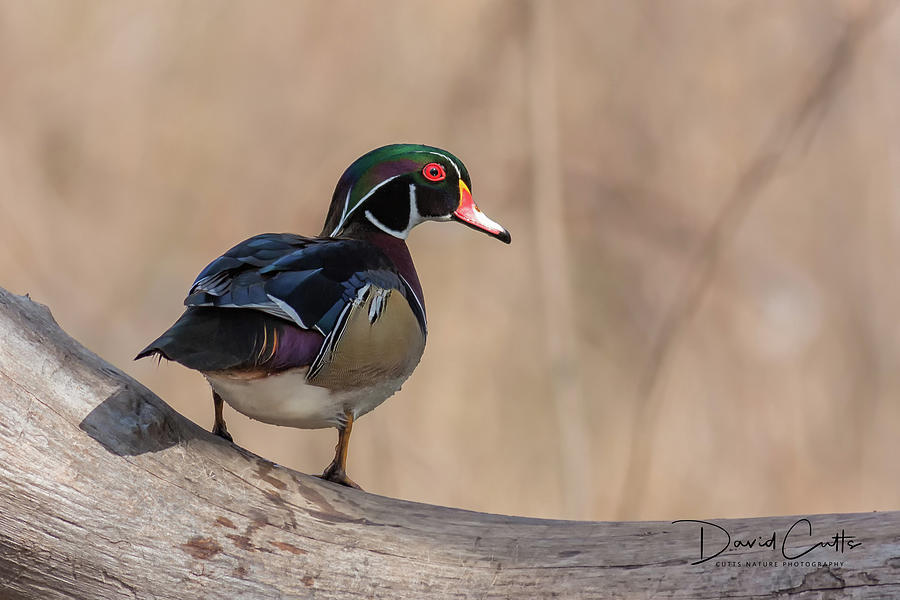 American Photograph - Watchful Wood Duck by David Cutts American Photograph - Watchful Wood Duck by David Cutts