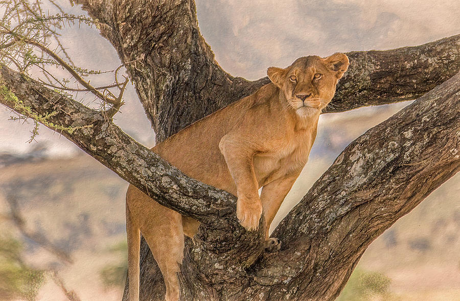 Watching and Waiting, Serengeti Lioness Photograph by Marcy Wielfaert