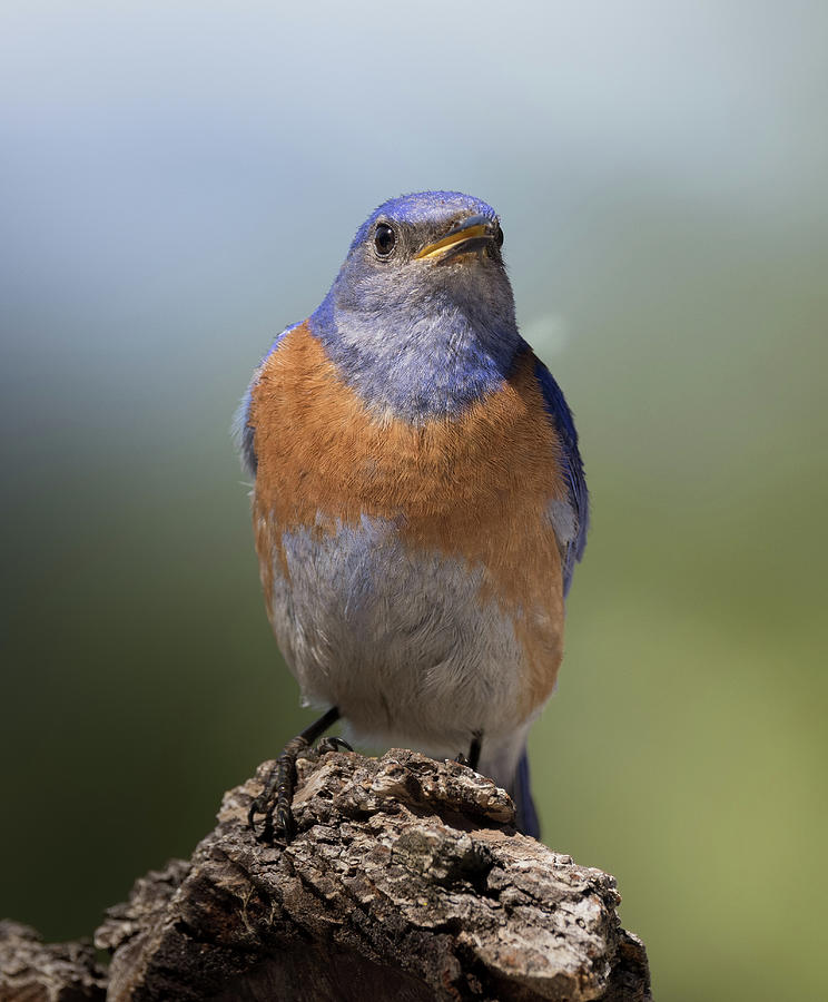 Watching Bluebird Photograph by Jean Noren