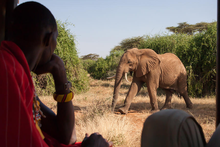 Watching Elephants Photograph by Robert Muckley