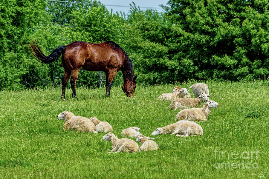 Watching Over His Sheep Photograph by Jennifer White