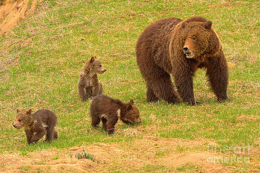 Watching Over The Grizzly Triplets Photograph by Adam Jewell
