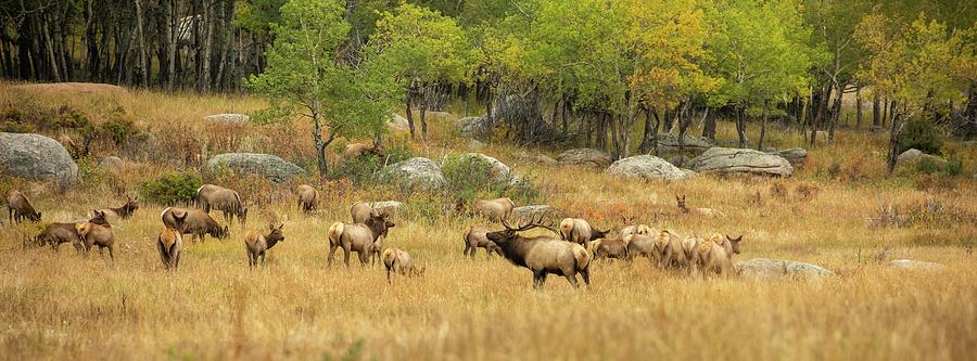 Bull elk in the fall with his cows. Photograph by Greg Wyatt