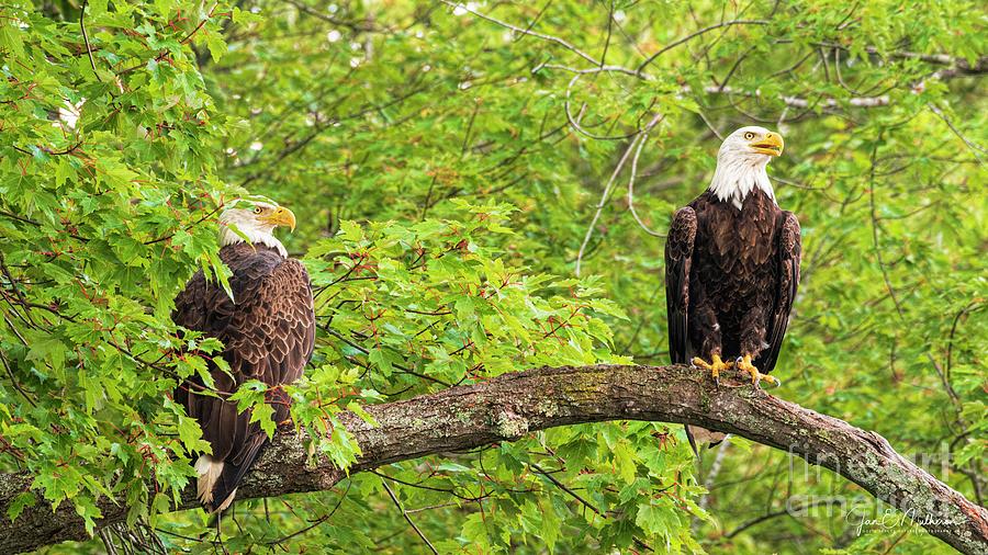 Watching Over the Lake Together - Bald Eagles Photograph by Jan Mulherin
