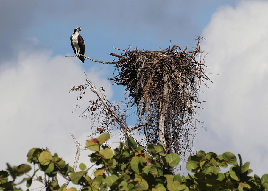 Watching Over the Nest Photograph by David T Wilkinson