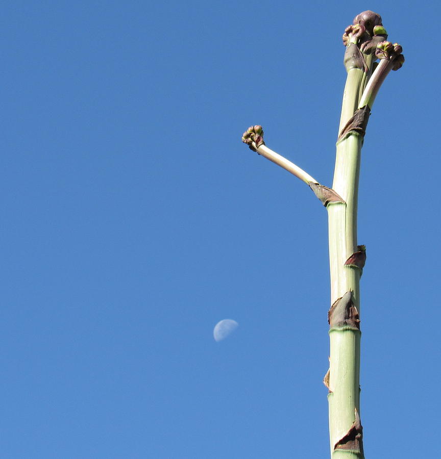 Tucson Photograph - Watching the Moon by Adrienne Wilson