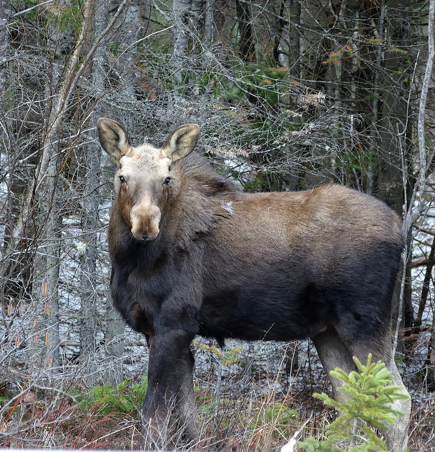 Watching the Watcher-Bull Moose Calf Photograph by David Porteus