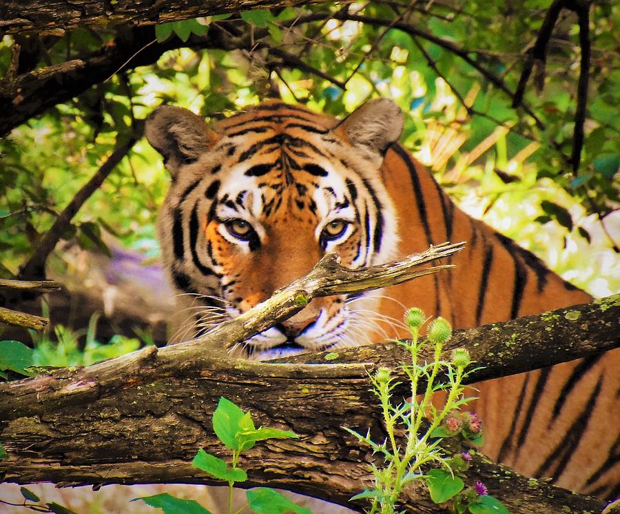 - Watching You - Tiger - Panthera tigris Photograph by THERESA Nye