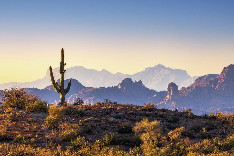 Watchman Over The Sonoran Photograph by Rick Furmanek