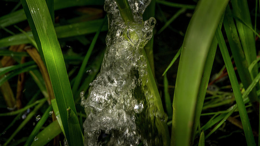 Water and Grass Photograph by Karlaage Isaksen