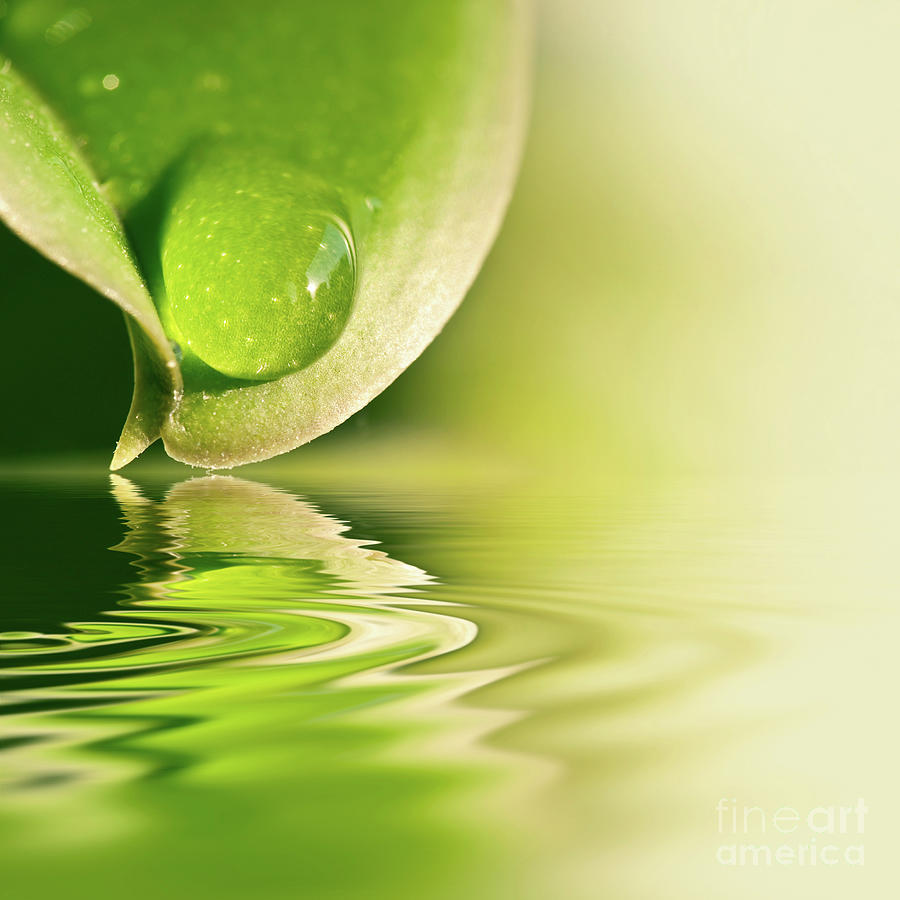 Water and leaf Photograph by Delphimages Photo Creations