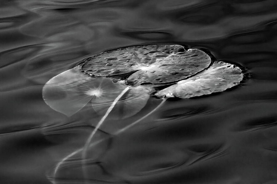 Water and Light 2 Photograph by Dawn J Benko