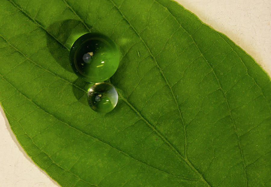 Water Balls on Green Leaf Photograph by Charles Floyd