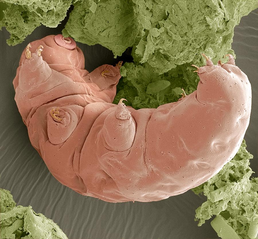 Water bear, SEM Photograph by Science Photo Library - STEVE GSCHMEISSNER